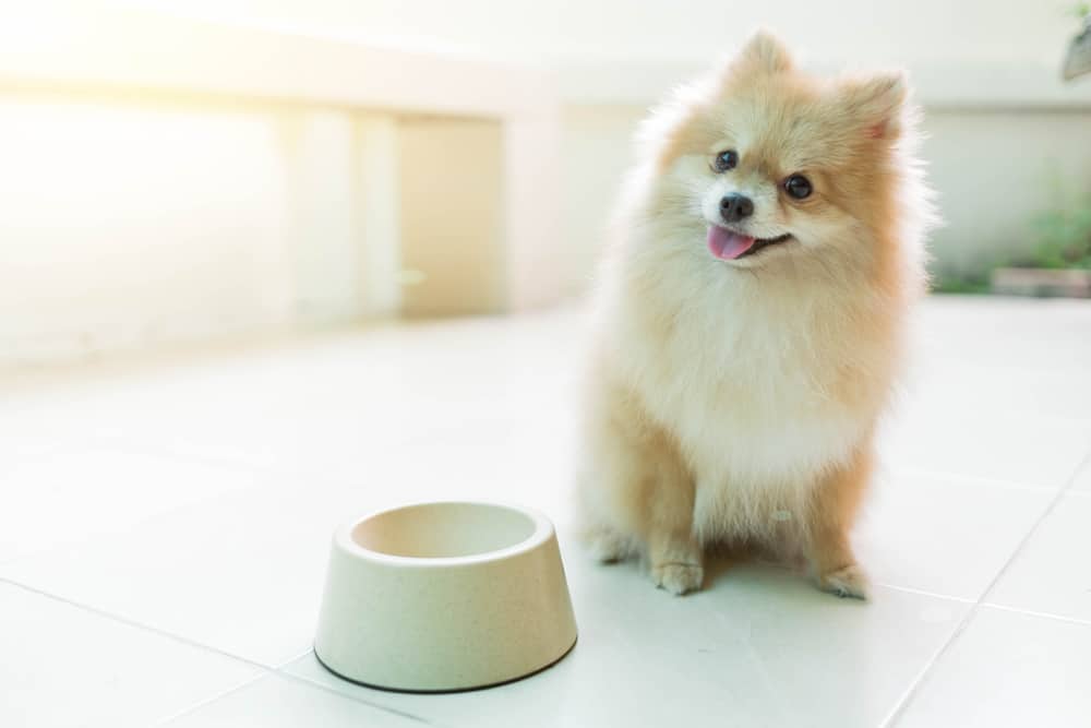 Pomeranian dog next to an empty food bowl