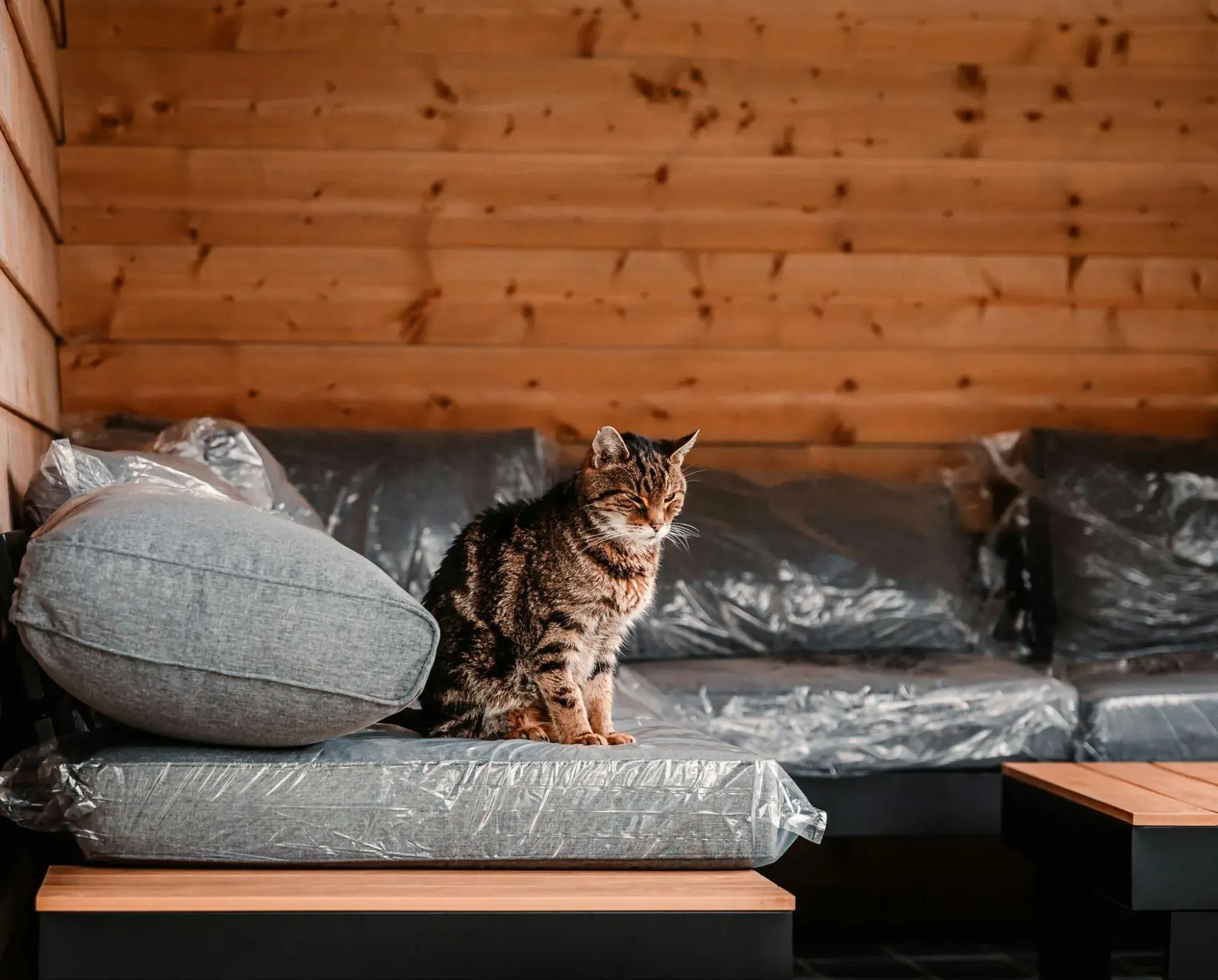 cat zoom backgroundhttps://unsplash.com/photos/brown-tabby-cat-on-brown-wooden-table-mjprrytyt6o